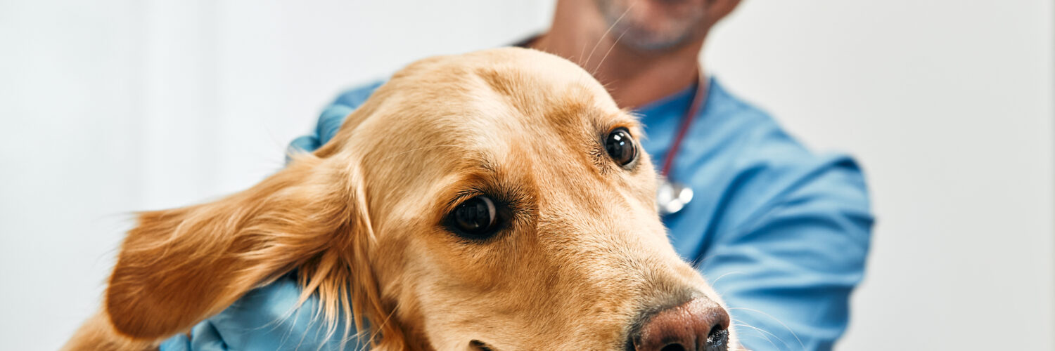 How to Manage Your Veterinarian Costs